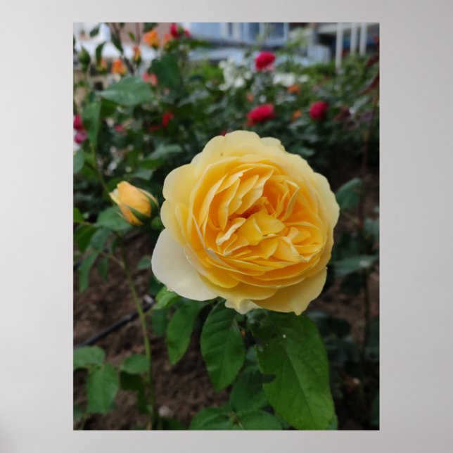 Yellow rose flower poster (Front)