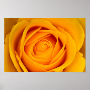 Yellow rose flower Poster
