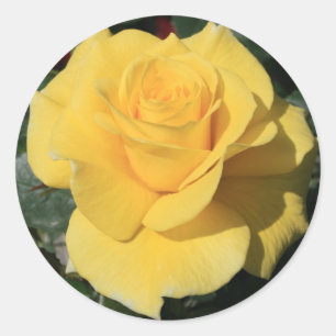 Yellow Rose Flower Sticker
