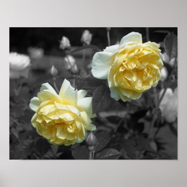 Yellow Rose Flowers Partial Colour Poster (Front)