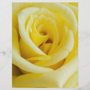 Yellow rose flyer