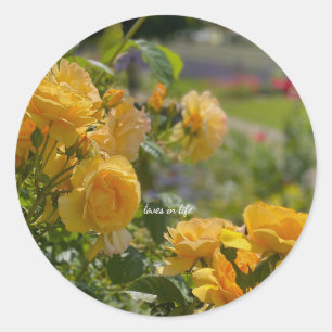 Yellow Rose Garden Classic Round Sticker