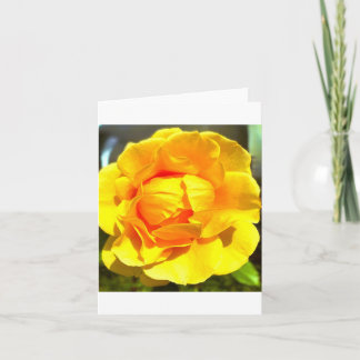 Yellow Rose Greeting Card