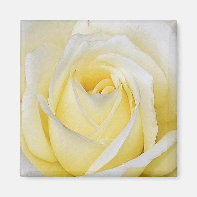 Yellow Rose Magnet (Front)