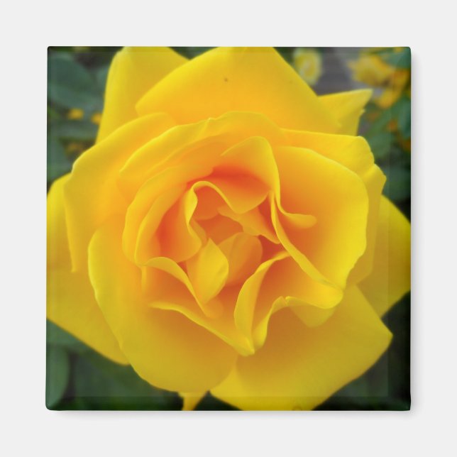 Yellow Rose Magnet (Front)