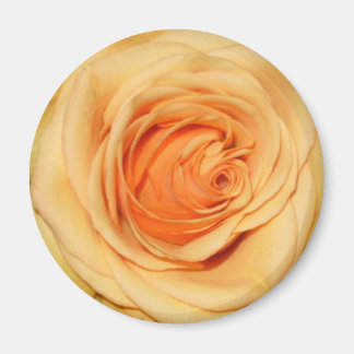 Yellow rose magnet
