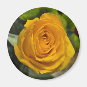 Yellow Rose Magnet