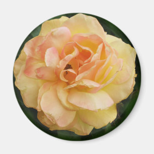 Yellow Rose Magnet