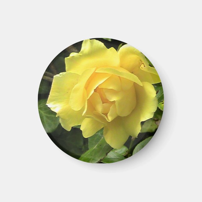 Yellow Rose Magnet (Front)