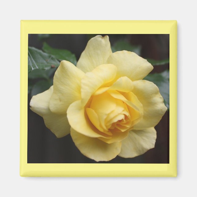 Yellow Rose Magnet (Front)