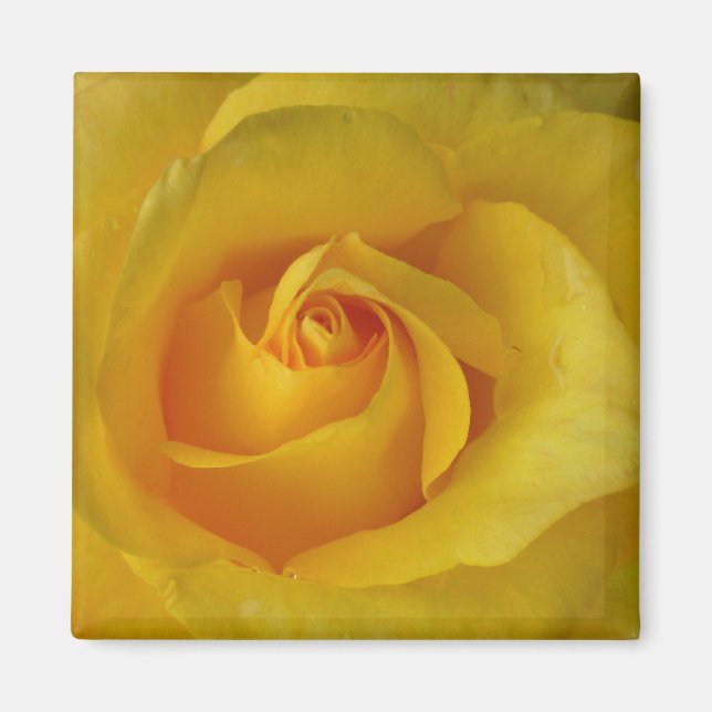 Yellow Rose Magnet Flower Gifts Keepsake Decor (Front)