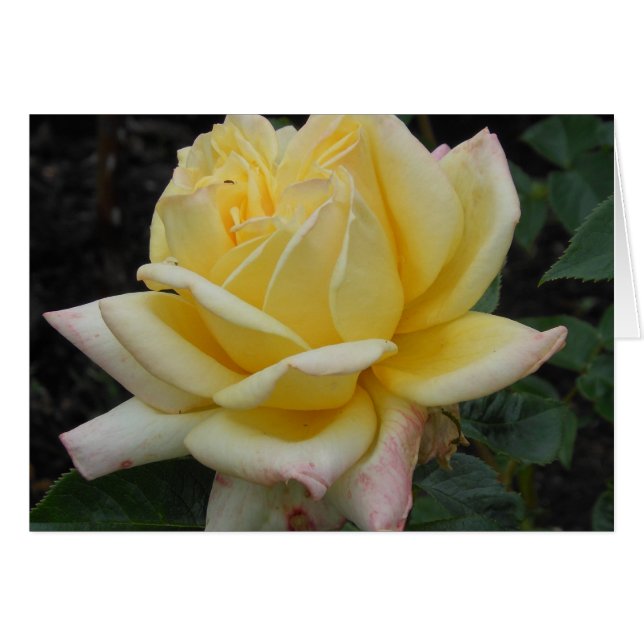 Yellow Rose, Northern Ireland (Front Horizontal)