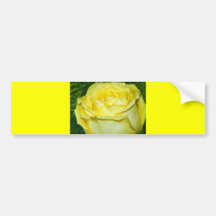 Yellow Rose of Love_ Bumper Sticker