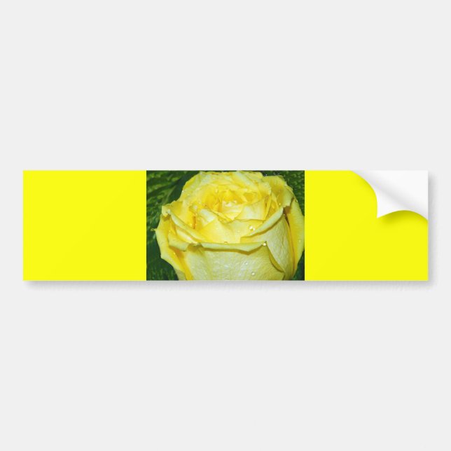 Yellow Rose of Love_ Bumper Sticker (Front)