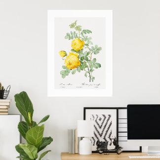 Yellow Rose of Sulphur Vintage Art Poster
