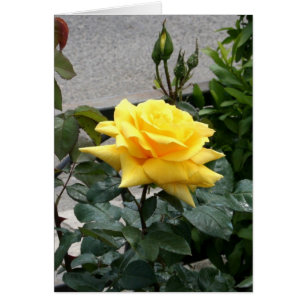 Yellow Rose of Texas