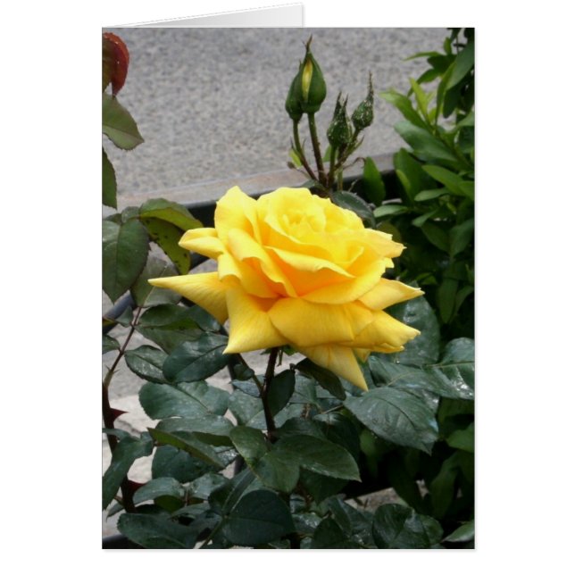 Yellow Rose of Texas (Front)