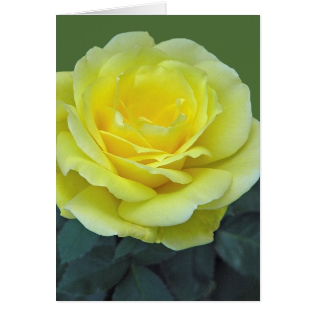 YELLOW ROSE, OF TEXAS? (Front)