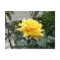 Yellow Rose of Texas