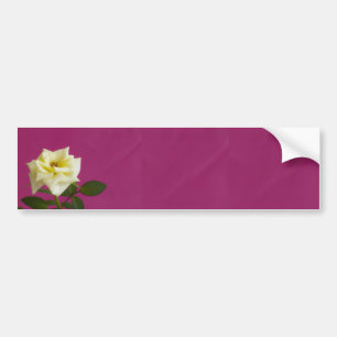 Yellow rose on pink background bumper sticker
