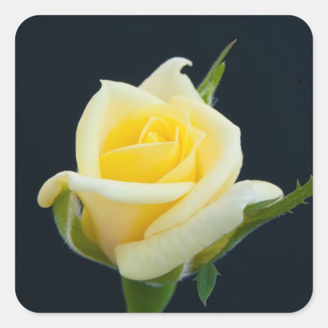 Yellow rose on the black background square sticker (Front)