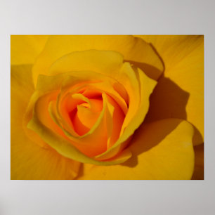 Yellow Rose orange rose romantic rose Poster