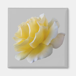 Yellow rose petals magnet