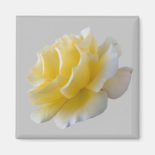 Yellow rose petals magnet (Front)