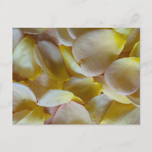 Yellow Rose Petals Postcard (Front)
