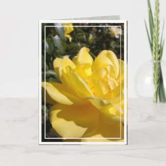 Yellow Rose Photo on Blank Card