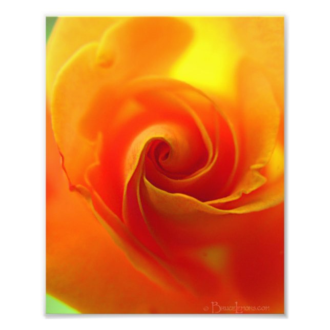 Yellow Rose Photo Print (Front)