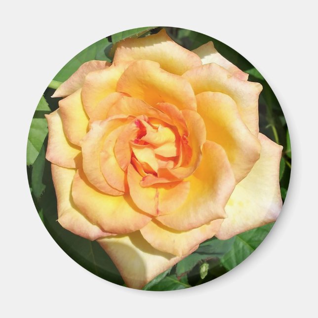 Yellow Rose Photo Round Magnet (Front)