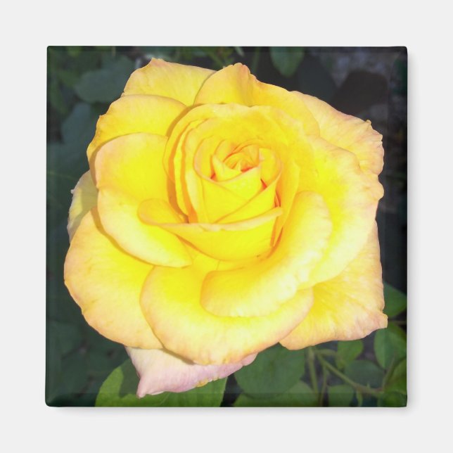Yellow Rose Photo Square Magnet (Front)