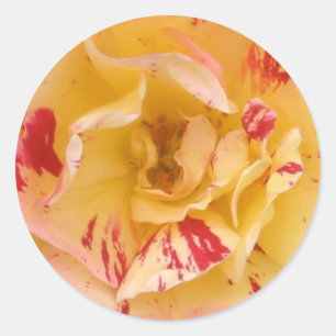 Yellow Rose Pink Flower Photo Decal Stickers