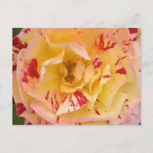 Yellow Rose Pink Percussion Flower Photo Postcards
