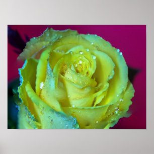 Yellow Rose Portrait Poster