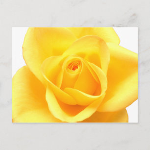 Yellow rose postcard