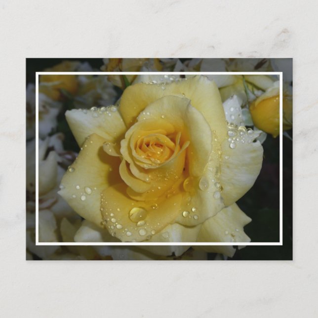 Yellow Rose Postcard (Front)