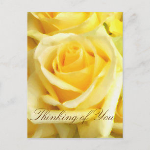 Yellow Rose_ Postcard