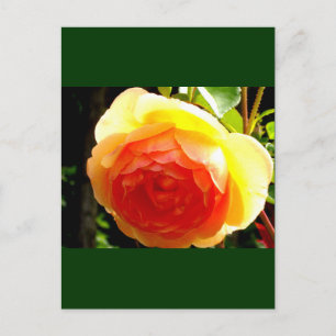 Yellow Rose Postcard