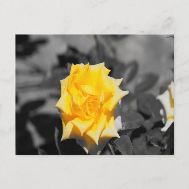Yellow rose postcard (Front)