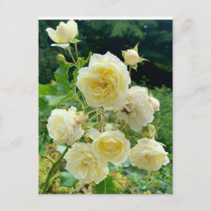 yellow Rose Postcard