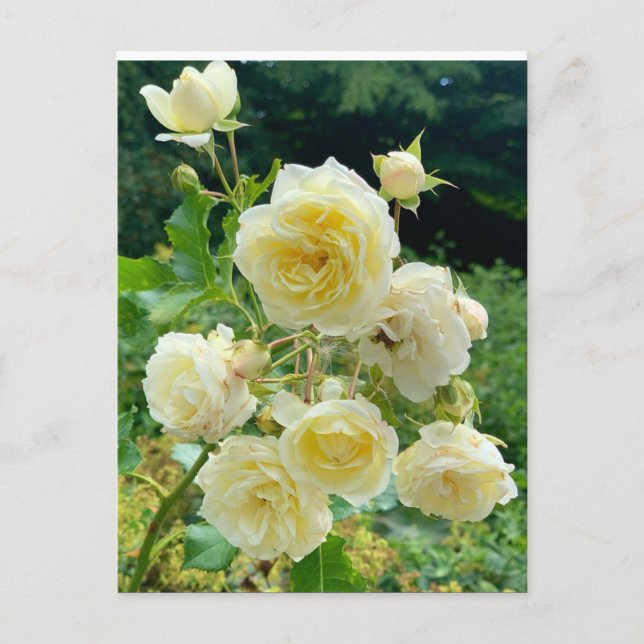 yellow Rose Postcard (Front)