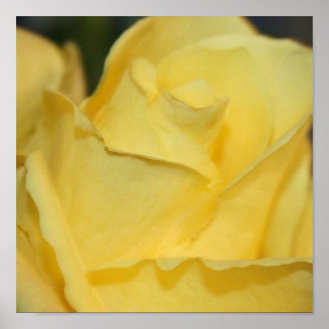 Yellow Rose Poster (Front)