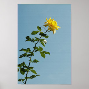 Yellow Rose Poster