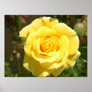 Yellow Rose Poster
