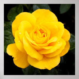 Yellow Rose Poster