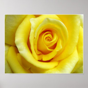 Yellow Rose Poster