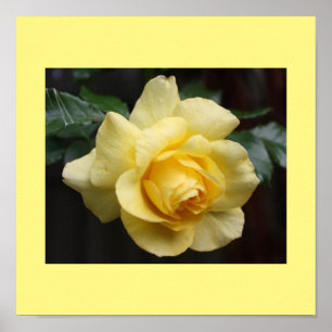 Yellow Rose Poster