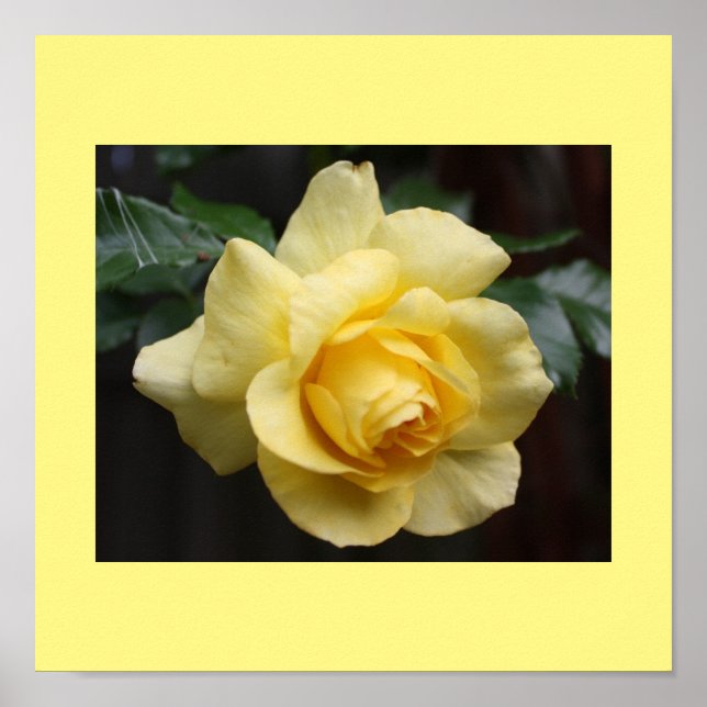Yellow Rose Poster (Front)